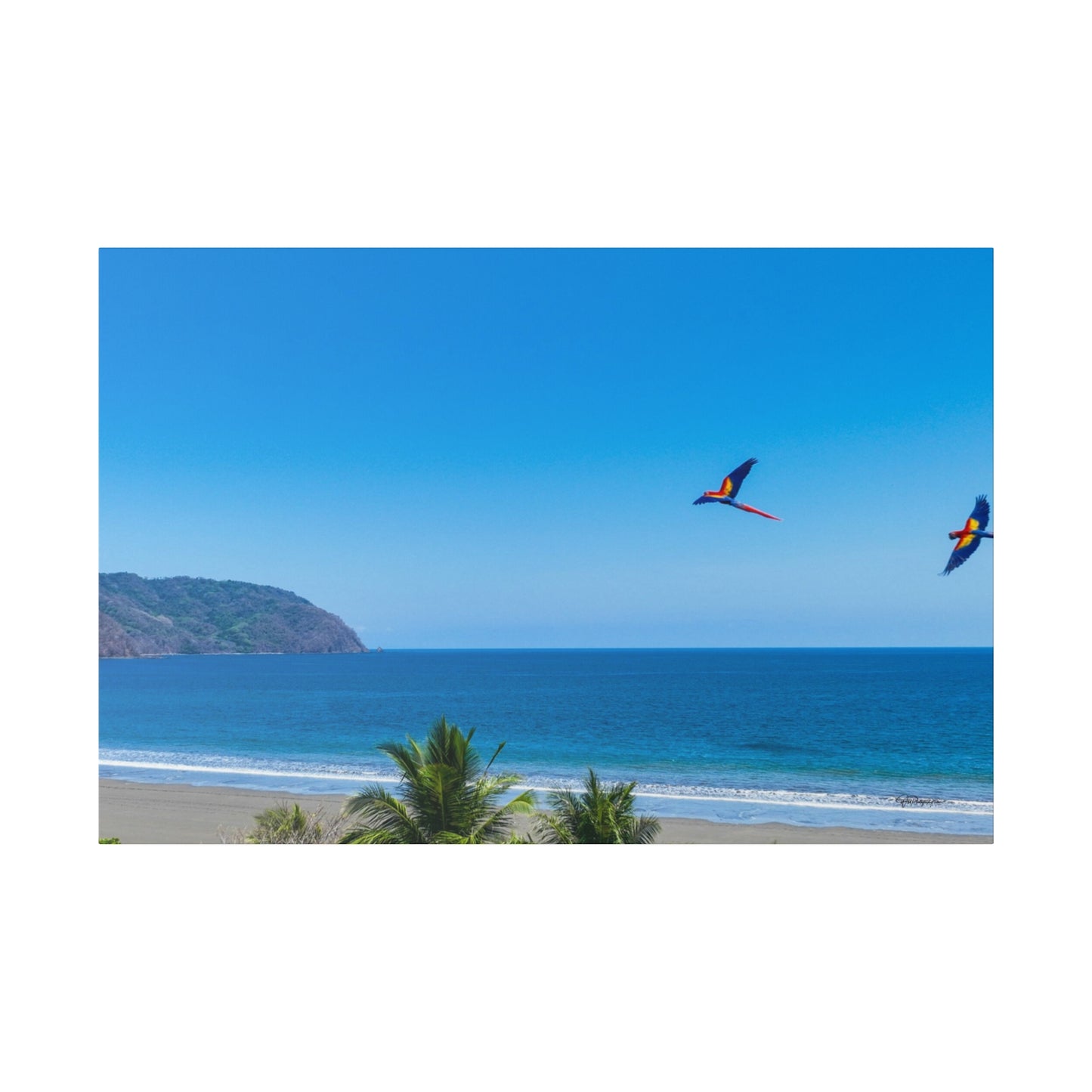 "Tropical Skies: A Soaring Symphony of Macaws (Lapas y Guacamayas)"- Canvas