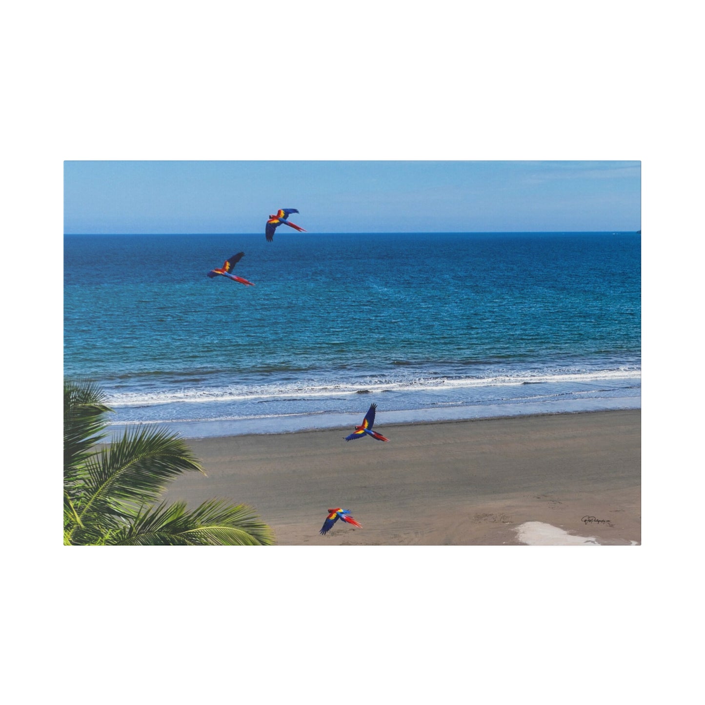 "Tropical Swoop: Lively Lapas & Majestic Macaws in Flight"- Canvas