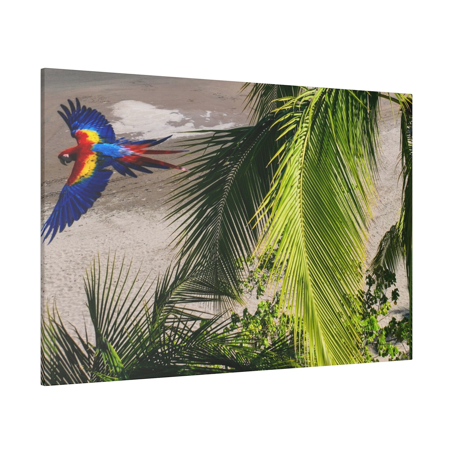 "Tropical Dreams: Aloft with Lapas, the Majestic Macaws"- Canvas