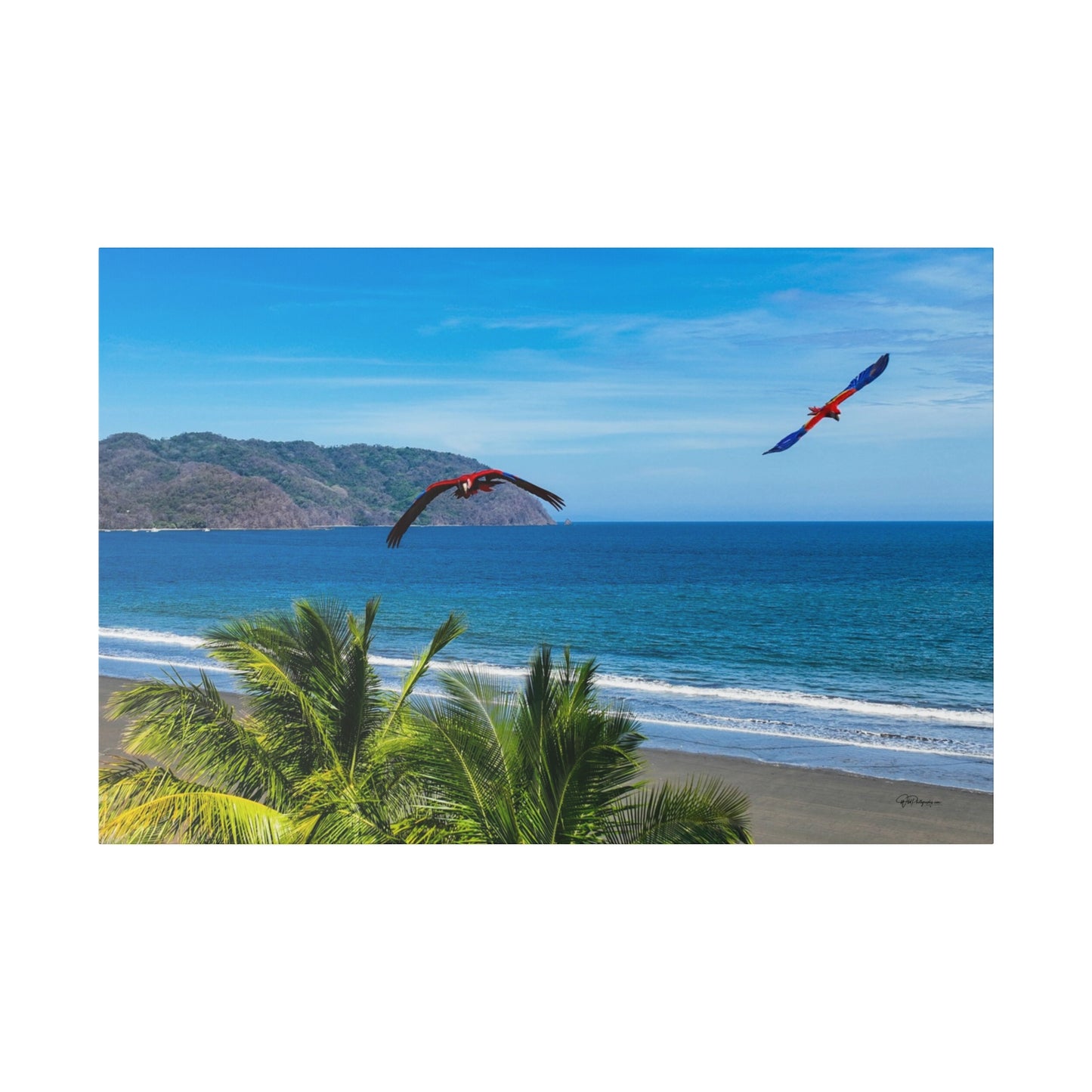 "Tropical Brilliance: Volando con las Guacamayas - Journey with the Flying Macaws"- Canvas