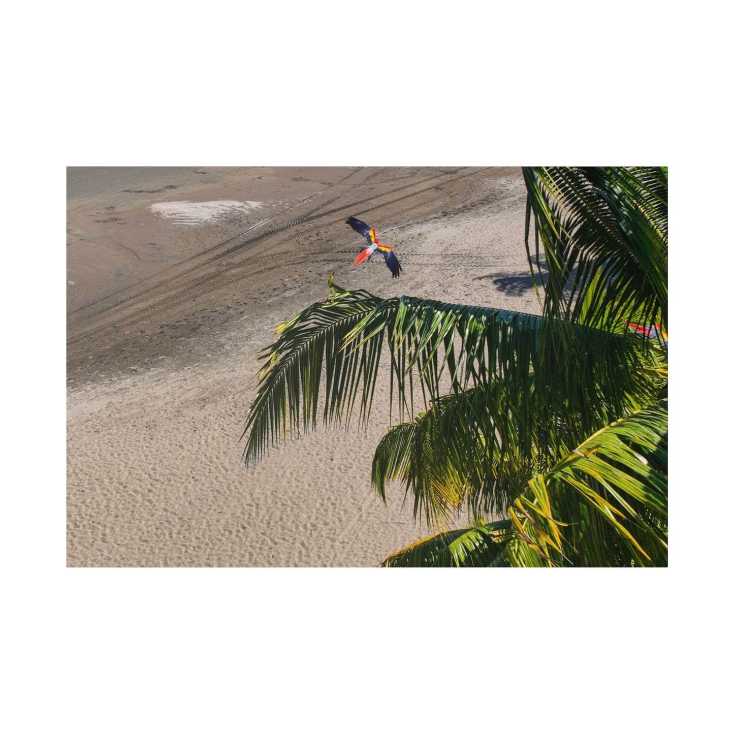 "Macaws Aloft: A Tropical Symphony of Lapas in Flight"- Canvas