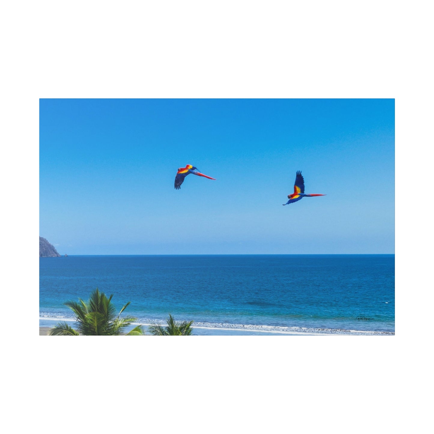 "Majestic Macaws: A Tropical Tapestry of Lapas in Flight"- Canvas