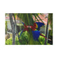 "Tropical Flights: Journey with the Majestic Lapas and Macaws"- Canvas